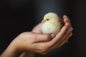 Obraz premium Small chicken in female hands on a dark background.