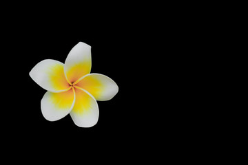 Fototapeta premium Plumeria flower yellow isolated on black background and clipping path ( Common name pocynaceae, Frangipani , Pagoda tree, Temple tree )