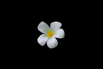 Plumeria flower yellow isolated on black background and clipping path ( Common name pocynaceae, Frangipani , Pagoda tree, Temple tree )