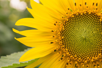 Obraz premium Close up Sunflower.