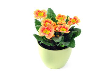 red primula on isolated white background