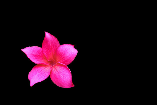 Fototapeta Plumeria flower red isolated on black background and clipping path ( Common name pocynaceae,Frangipani , Pagoda tree, Temple tree )