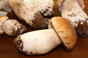 Récolte de cèpes de bordeau