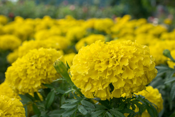 Marigolds in garden.