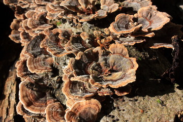 Tramète ou polypore versicolore
