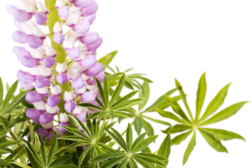 白バックの薄紫のノボリフジの花のアップ