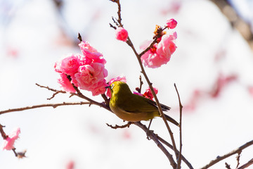 The Japanese White-eye and red plum blossoms.Located in Tokyo Prefecture Japan.
