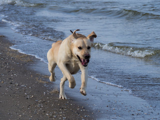 Hund am Strand