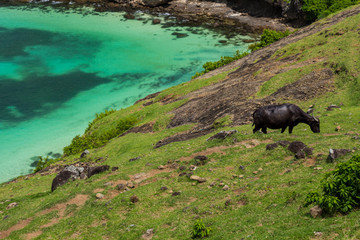 Buffalo grazing on the pasture with a view of the turquoise ocean water