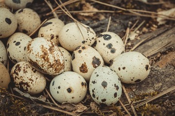 Obraz premium Group of quail eggs on green moss in forest. Natural healthy food concept.