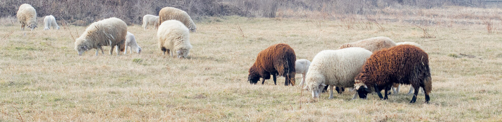 Sheep and lambs grazing in spring meadow. Healthy animal livestock feeding in a lush rural environment