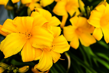 several yellow lily blooms seen at dawn