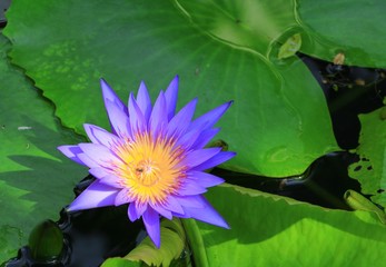 Lotus flower or water lilly purple beautiful in nature © pramot48