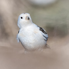 Snow bunting