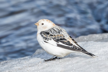 Snow bunting
