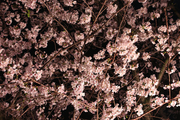 夜桜