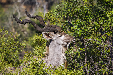 Greater kudu in Kruger National park, South Africa