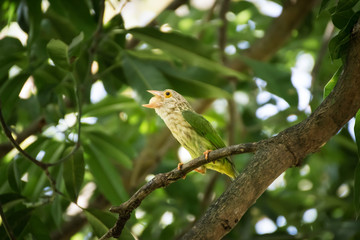 barbet