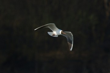  Lonely seagull in flight
