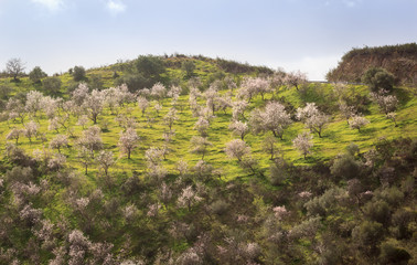 Fototapeta na wymiar Almond trees in blossom, Portugal, Algarve