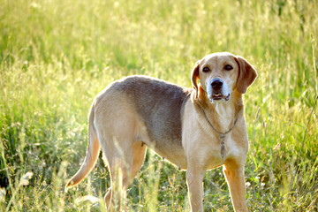 dog