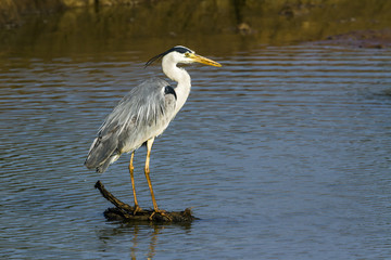 Grey Heron in Kruger National park, South Africa