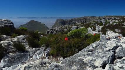 rote Blume auf dem Tafelberg, Kapstadt, Südafrika