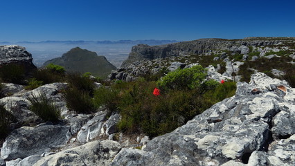 Naklejka premium rote Blume auf dem Tafelberg, Kapstadt, Südafrika