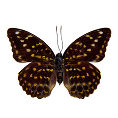 Butterfly : French Duke (Euthalia Francine)