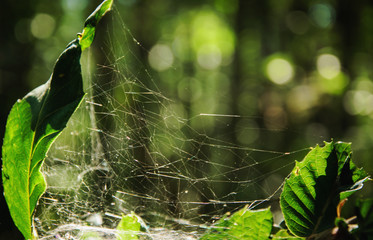 Imperfect perfection of a cobweb  for  hunt the insects - obrazy, fototapety, plakaty