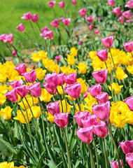 Beautiful bright colorful tulips