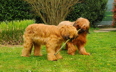 Two Briard dogs