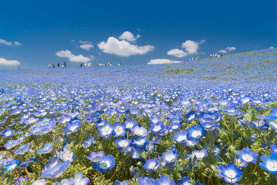 Nemophila, flower field at Hitachi Seaside Park in spring, Japan, selected focus on foregournd
