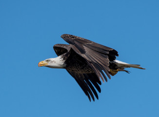 Bald Eagle In Flight With a Fish