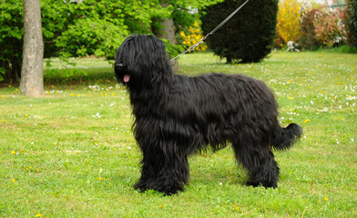 Briard dog portrait