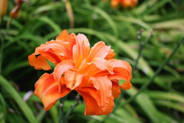 The Beautiful Blossom