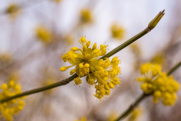 Branch of flowering dogwood in spring