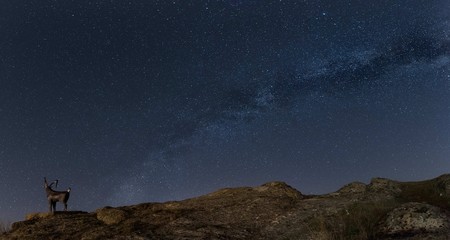 Milky way landscape with goat/sheep