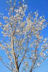 cherry blossoms under the blue sky