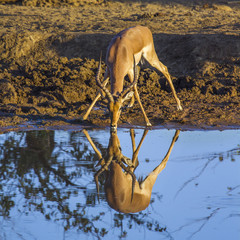 Common Impala in Kruger National park, South Africa