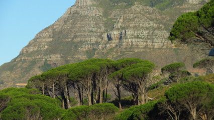 Pinien am Tafelberg, Kapstadt, Südafrika