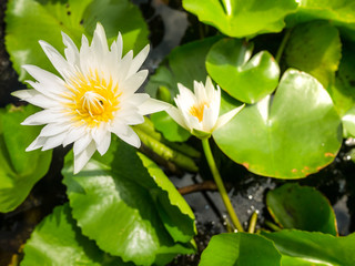 White lotus flower blooming in the pond