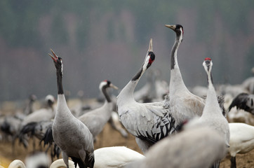 Obraz premium Common Cranes at Lake Hornborga, Sweden