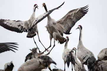 Common Cranes at Lake Hornborga, Sweden