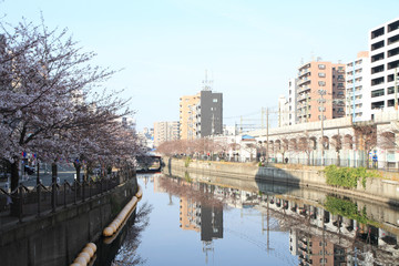 row of cherry blossom trees along Ooka river, Yokohama, Japan