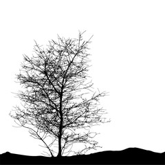 Realistic tree silhouette (Vector illustration).
