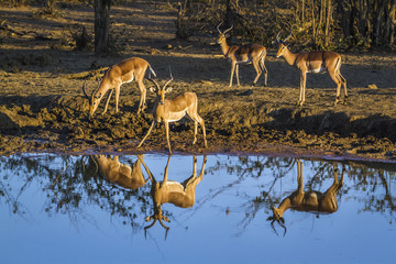 Obraz na płótnie Canvas Common Impala in Kruger National park, South Africa