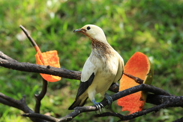 Pied imperial pigeon (Ducula bicolor) in Malaysia 