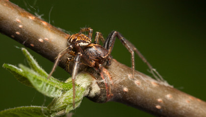 Spider on twig