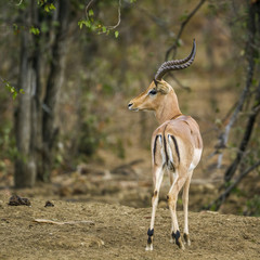 Common Impala in Kruger National park, South Africa
